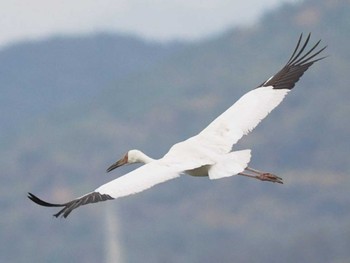 Siberian Crane 出水市ツル観察センター周辺一帯 Tue, 12/12/2023