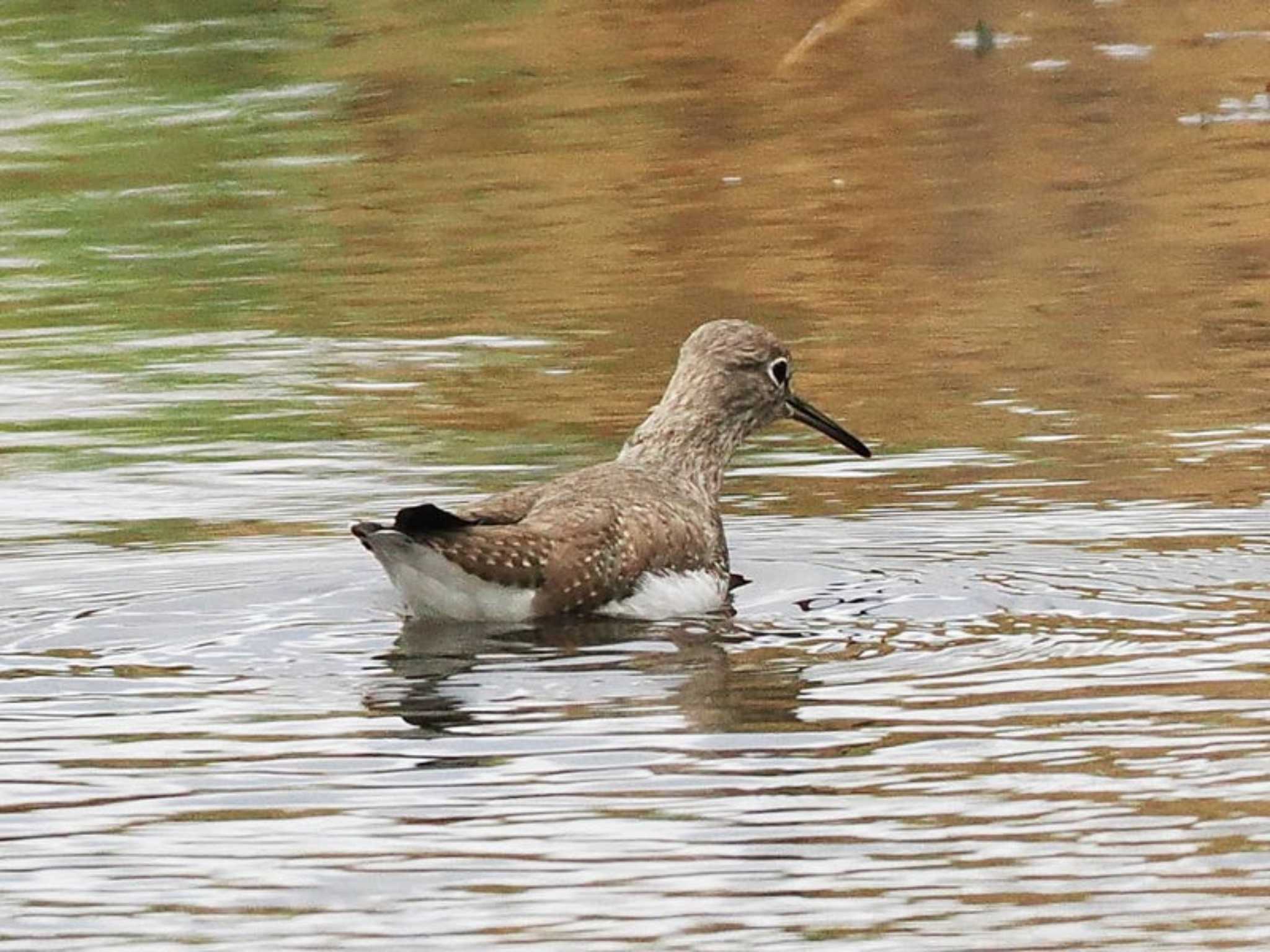 Green Sandpiper