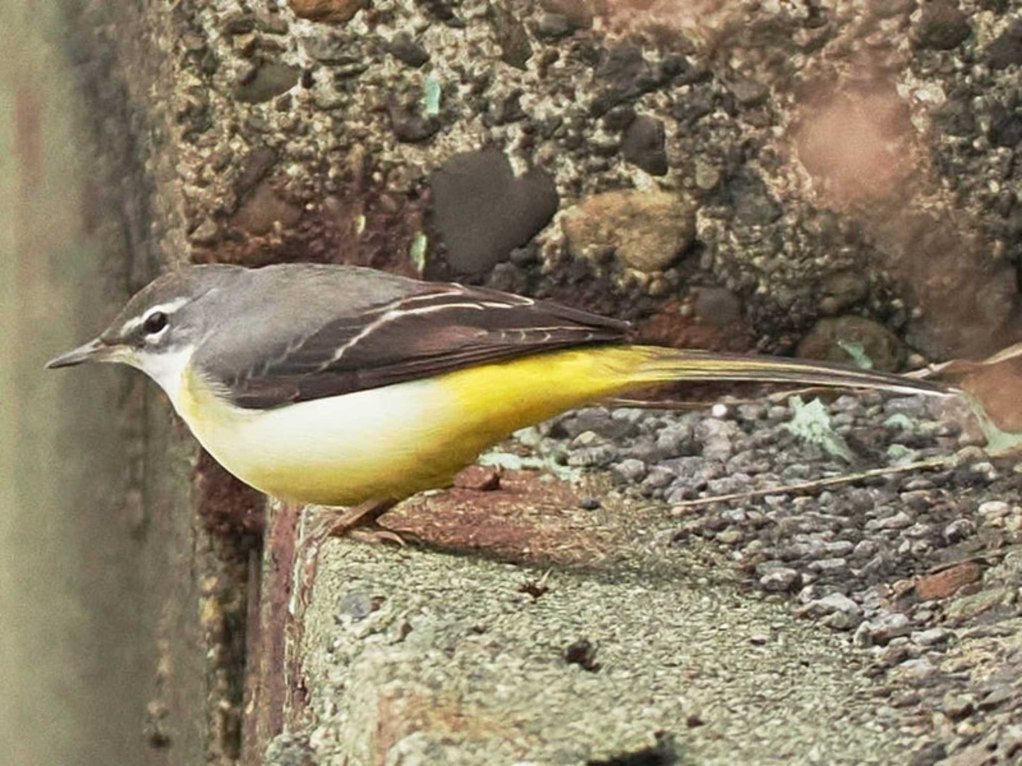 Grey Wagtail