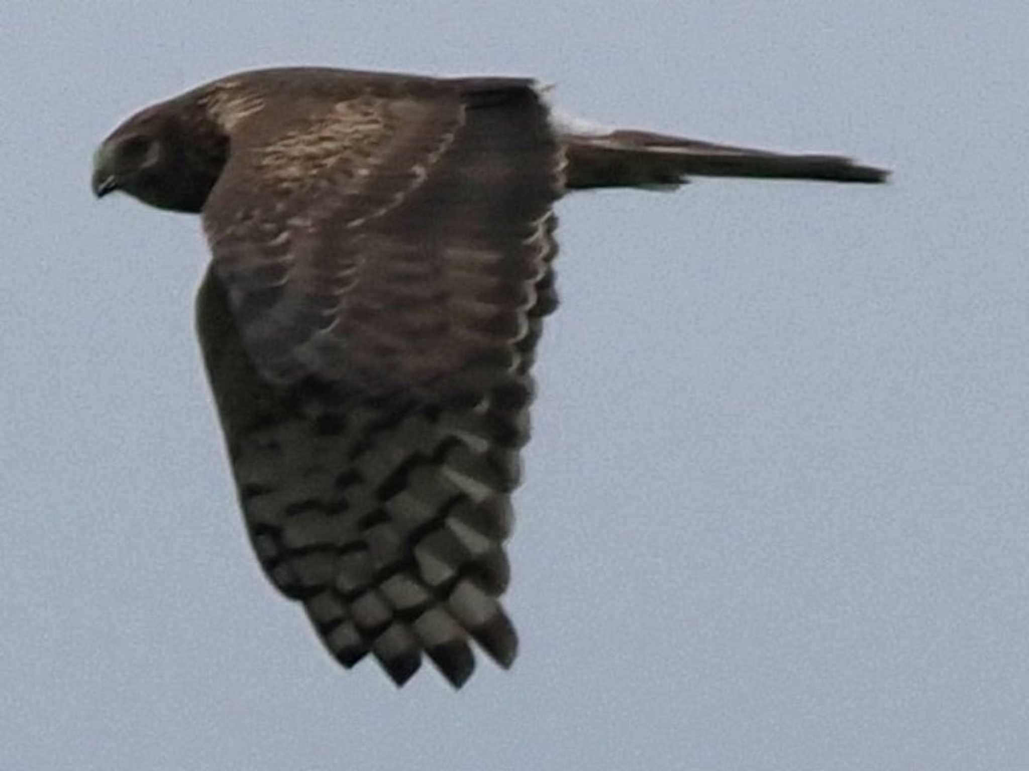 Hen Harrier