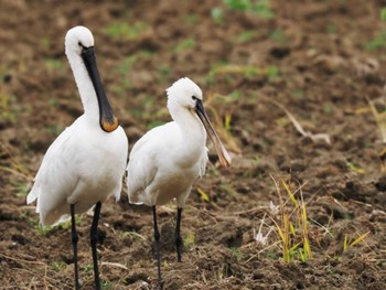 Eurasian Spoonbill 出水市ツル観察センター周辺一帯 Tue, 12/12/2023