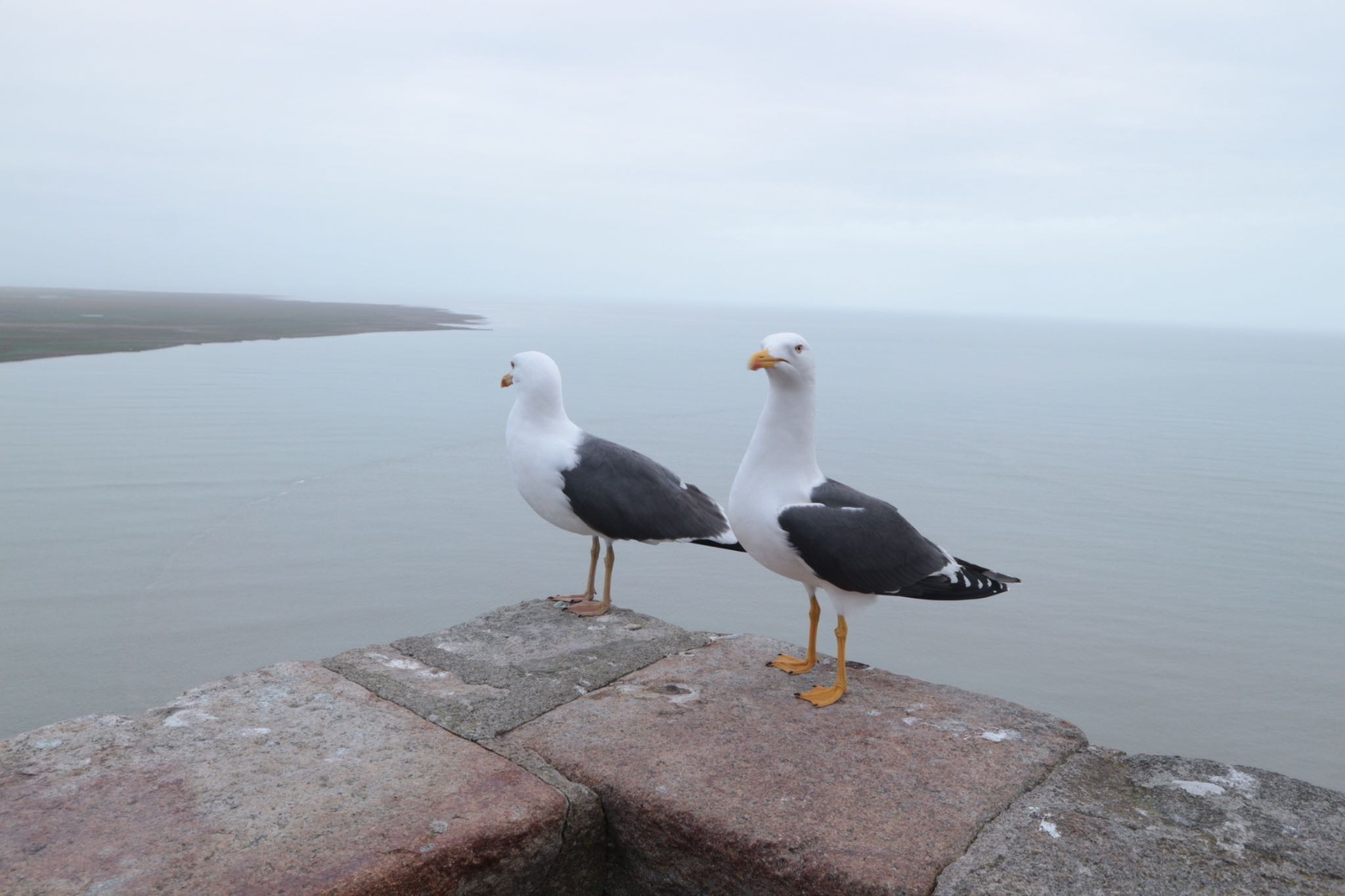 Photo of Black-tailed Gull at モン・サン・ミシェル by ちむ