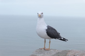 Black-tailed Gull モン・サン・ミシェル Sat, 3/9/2019