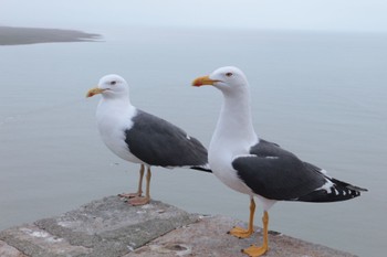 Black-tailed Gull モン・サン・ミシェル Sat, 3/9/2019