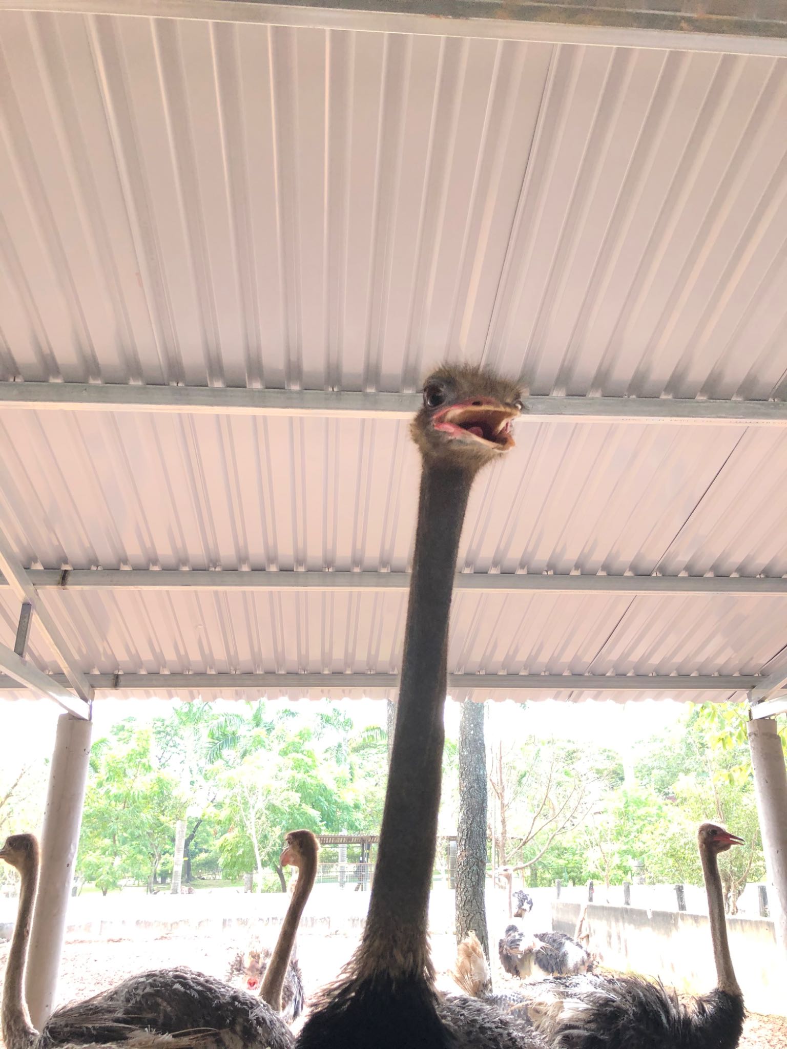 Photo of Common Ostrich at Vuon xoai by ちむ