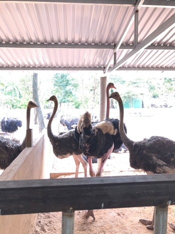 Common Ostrich Vuon xoai Sat, 10/12/2019