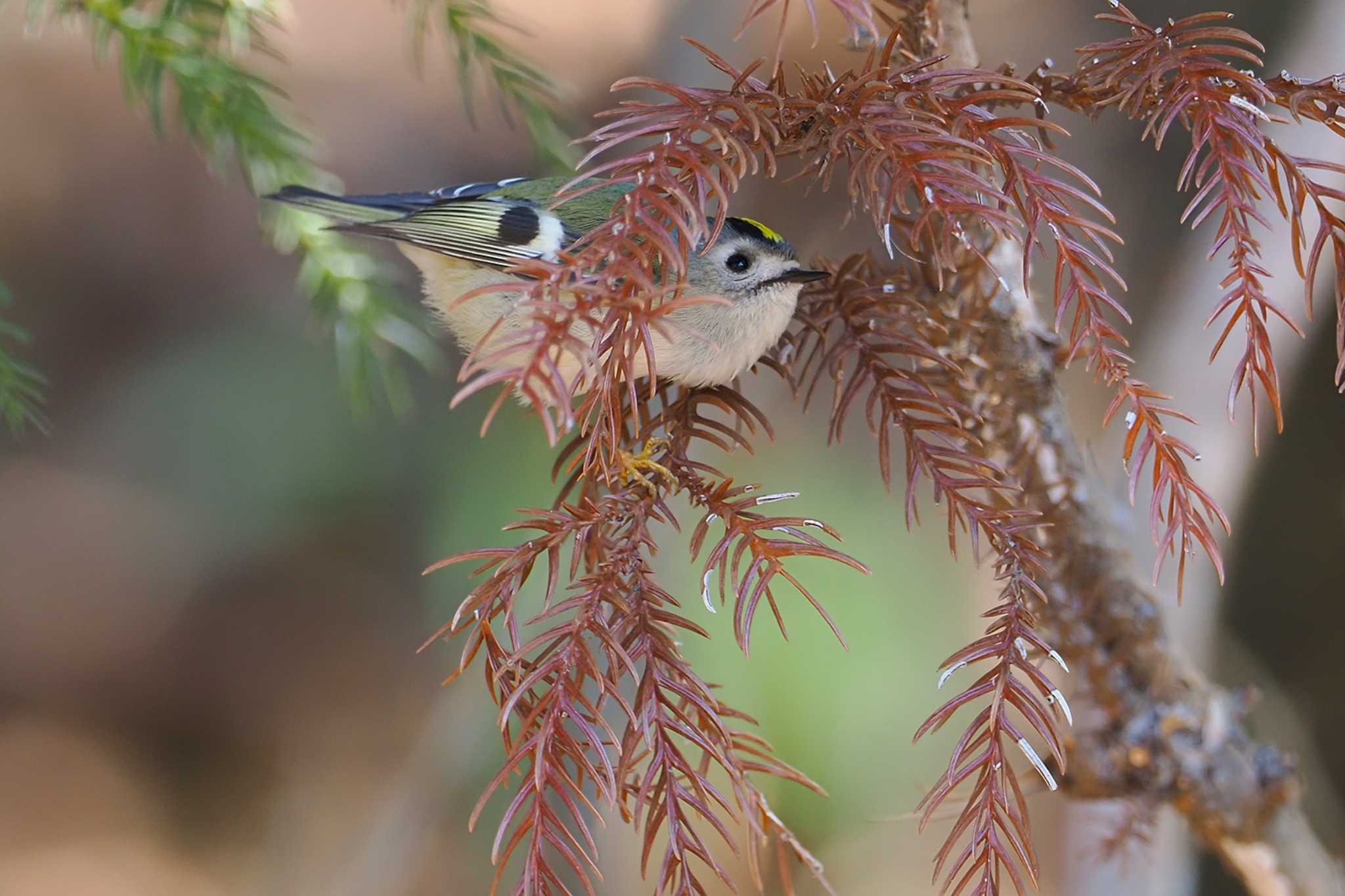 Goldcrest