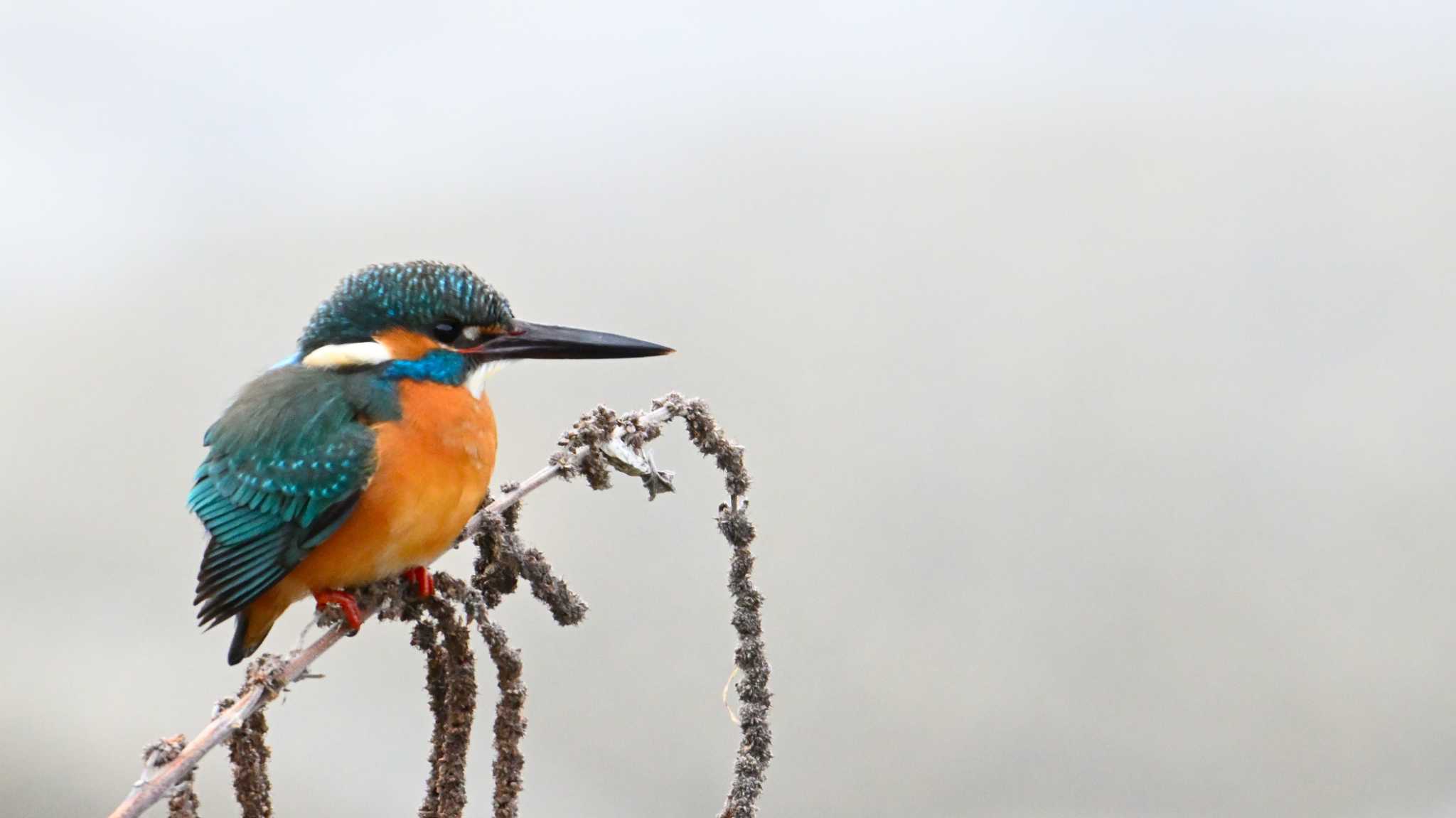 Common Kingfisher