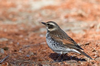 Dusky Thrush さいたま市 Mon, 1/8/2024