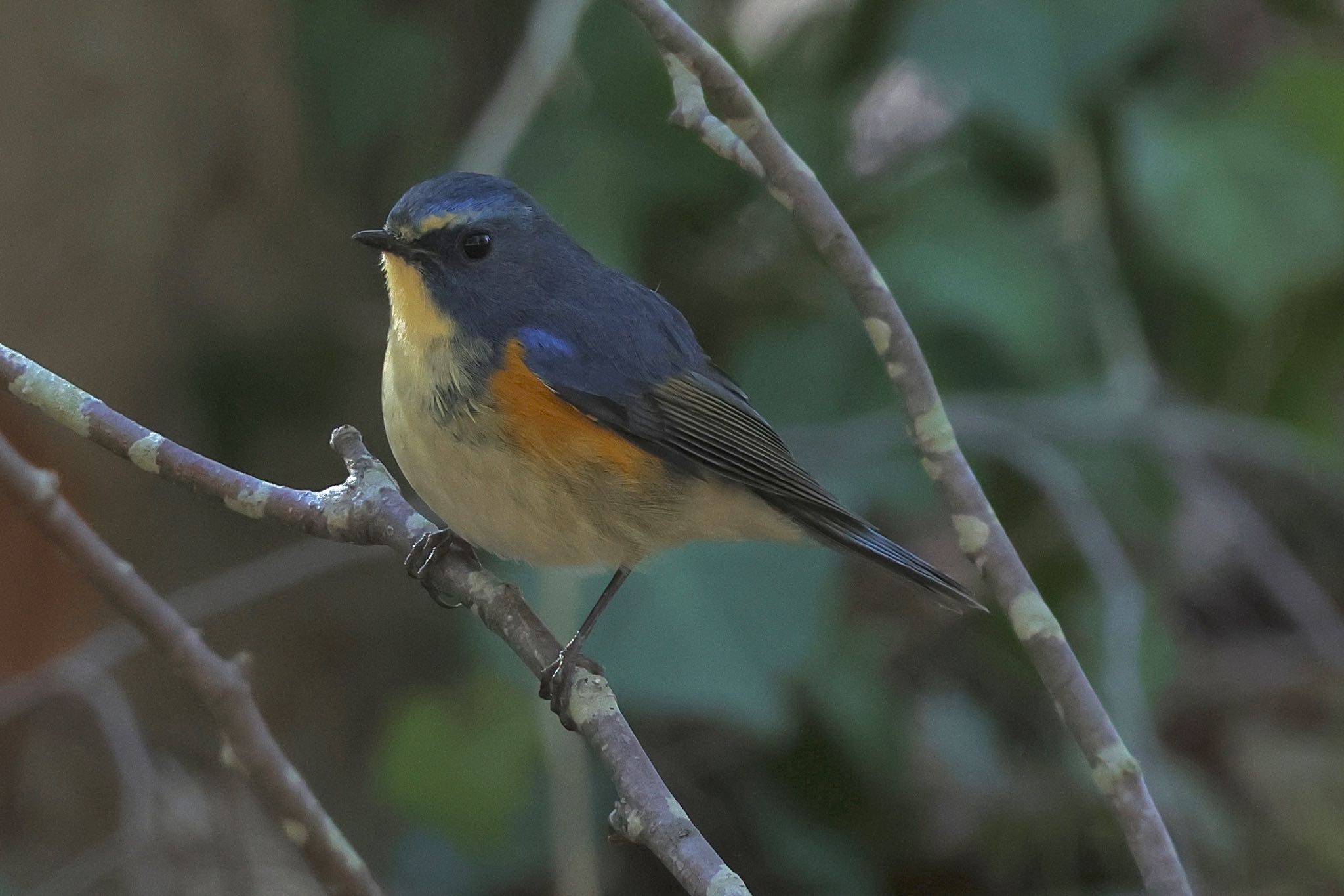 Red-flanked Bluetail