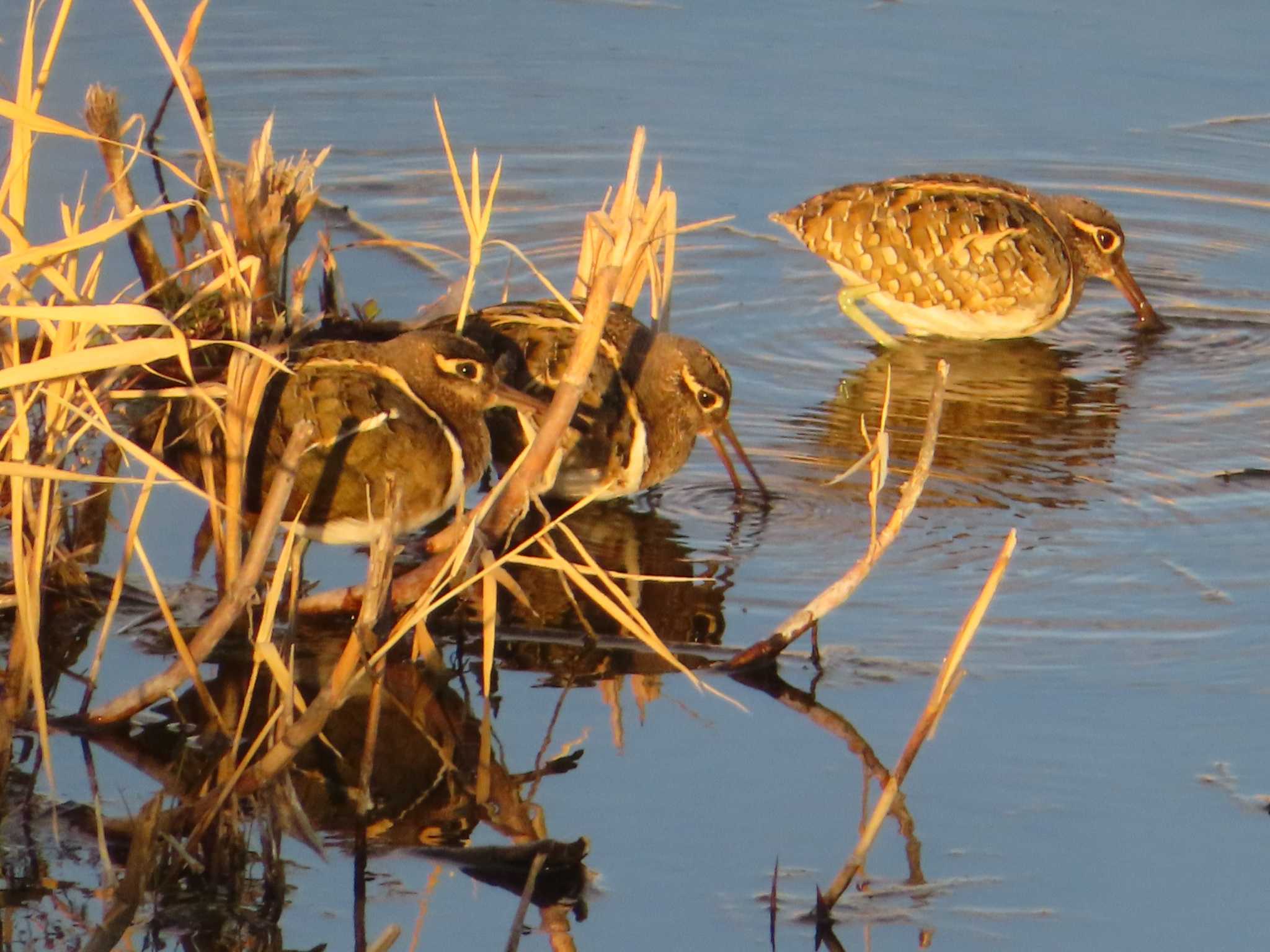 Greater Painted-snipe