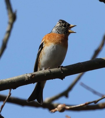 Brambling 湖北湖岸 Sun, 2/11/2024