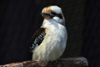 Laughing Kookaburra 某所 Sat, 2/10/2024