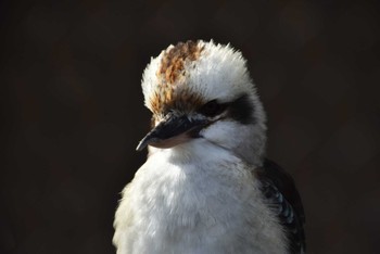 Laughing Kookaburra 某所 Sat, 2/10/2024