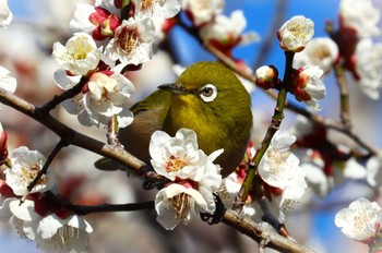 Warbling White-eye 東京都立桜ヶ丘公園(聖蹟桜ヶ丘) Mon, 2/12/2024