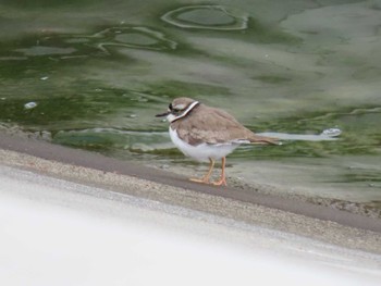 Long-billed Plover 志津川湾 Thu, 2/8/2024