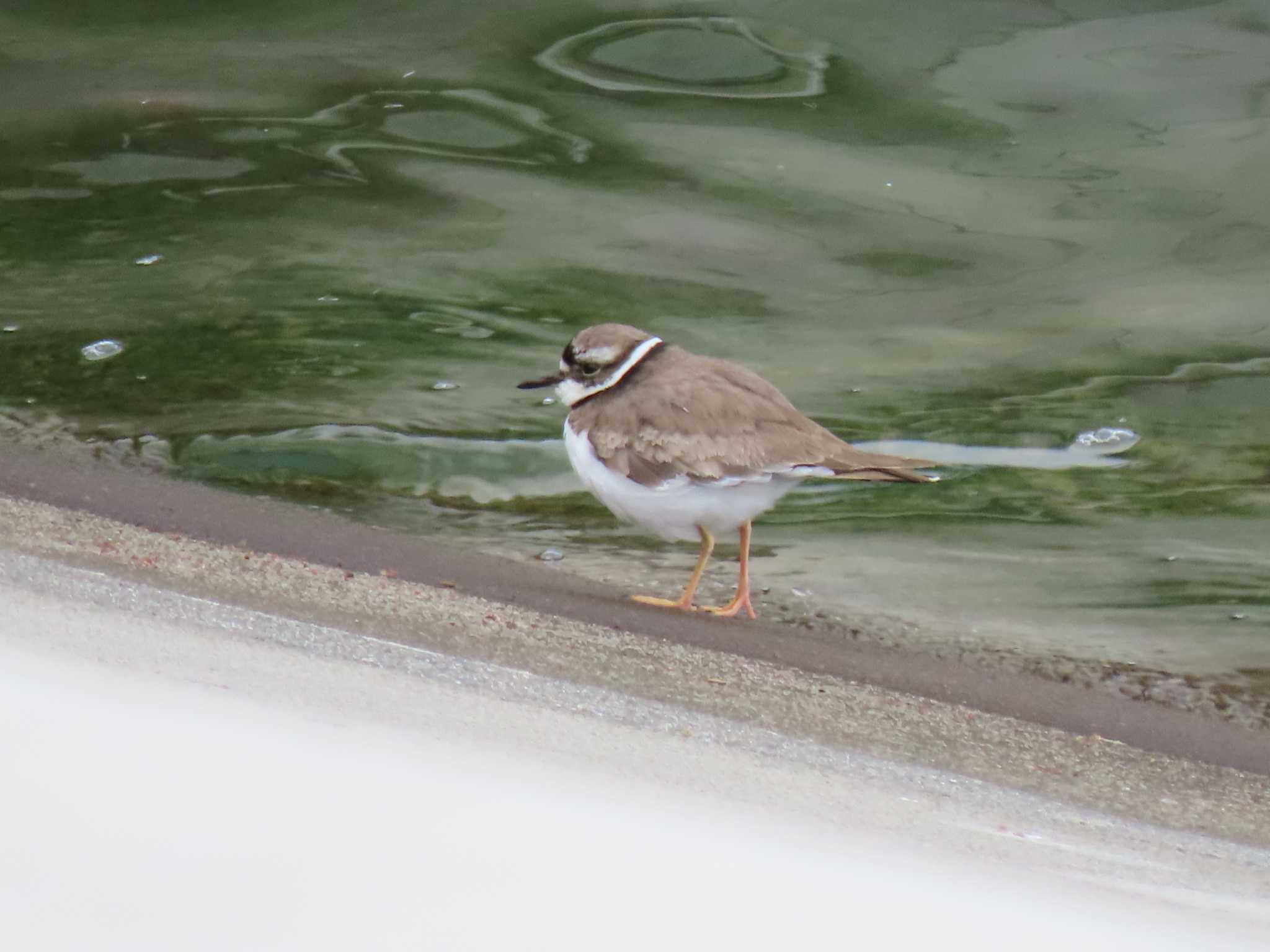 Long-billed Plover