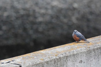 Blue Rock Thrush 芥川 Sun, 2/11/2024