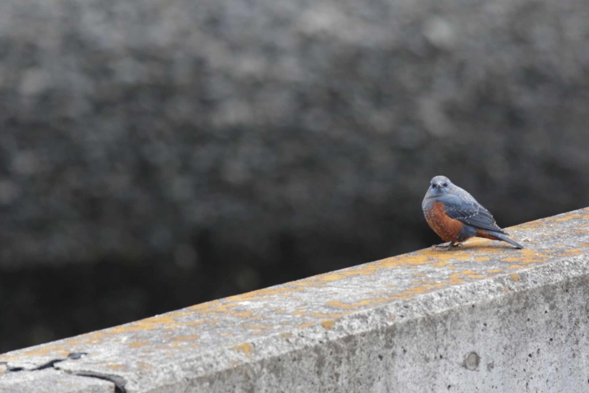 Photo of Blue Rock Thrush at 芥川 by KAZUSAN