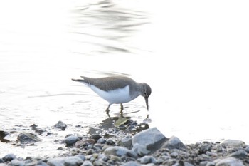 Common Sandpiper 芥川 Mon, 2/12/2024