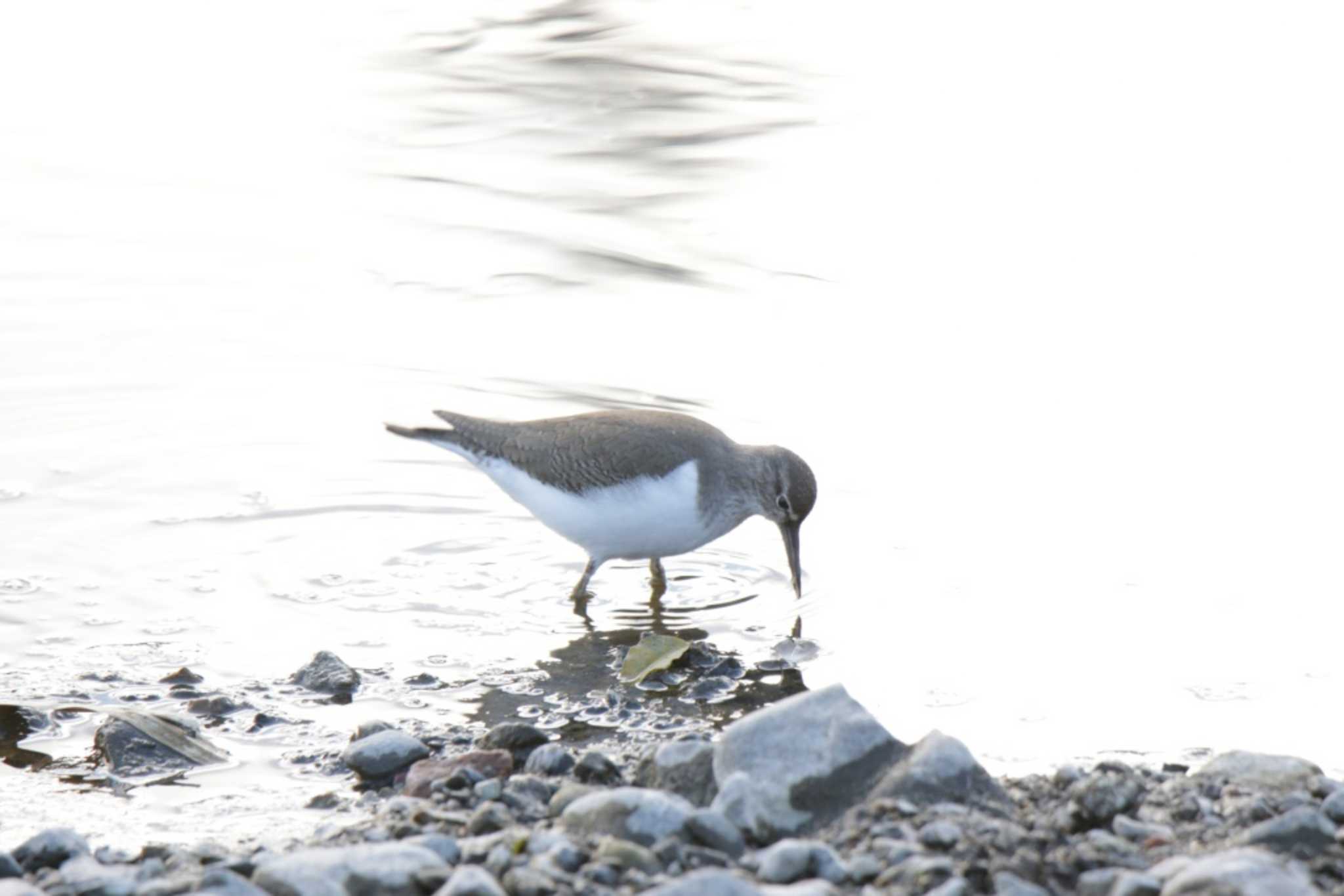 Photo of Common Sandpiper at 芥川 by KAZUSAN