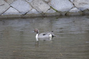 オナガガモ 芥川 2024年2月11日(日)