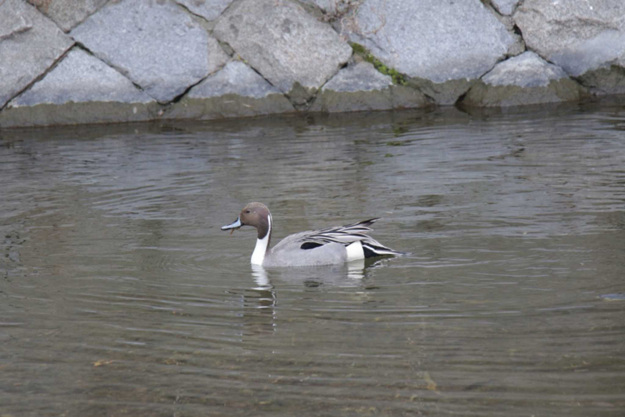 Photo of Northern Pintail at 芥川 by KAZUSAN