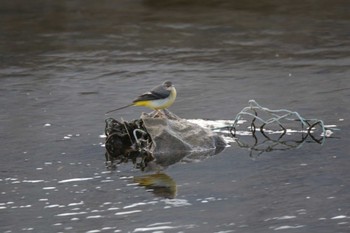 Grey Wagtail 芥川 Mon, 2/12/2024