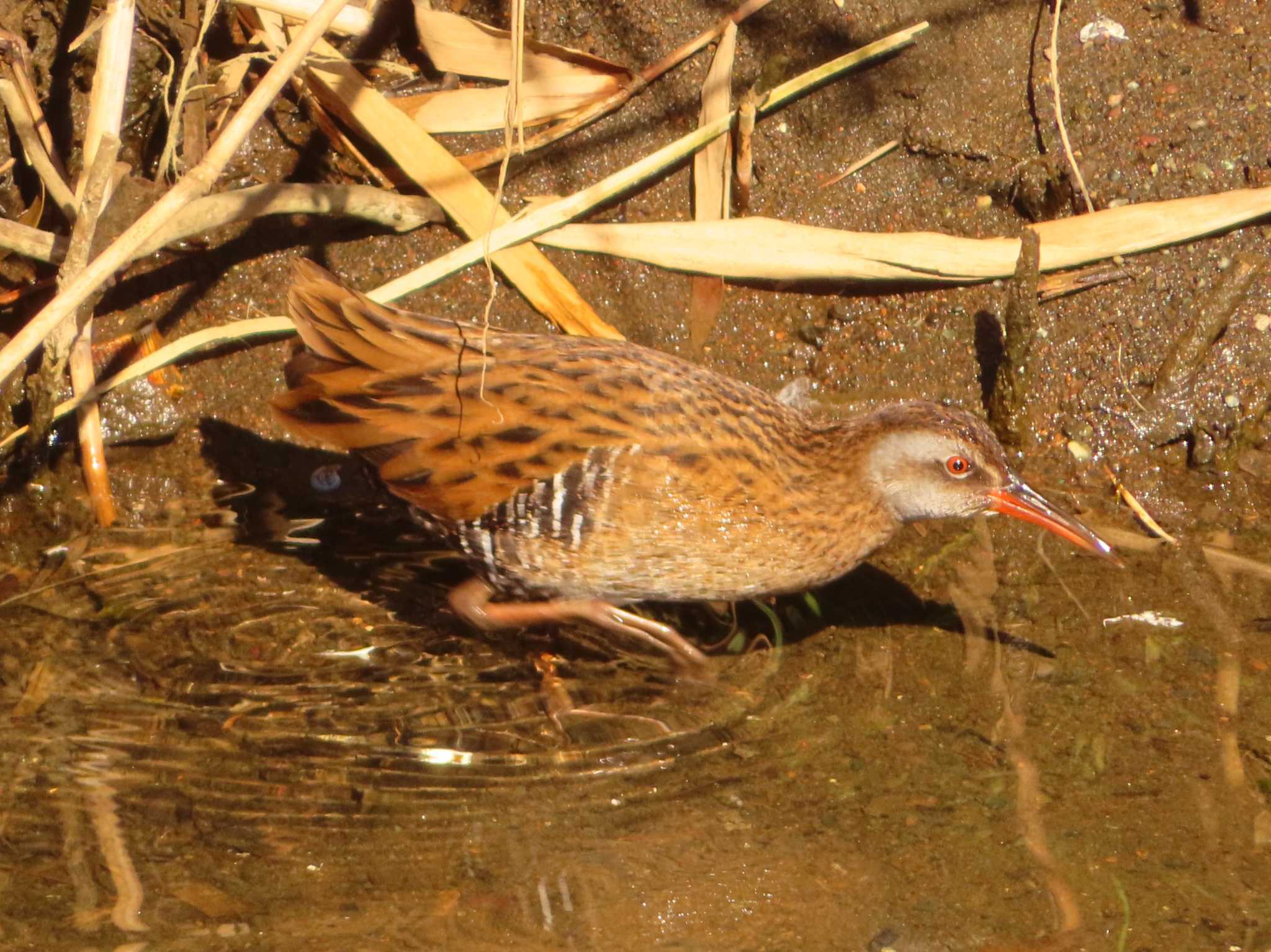 Brown-cheeked Rail