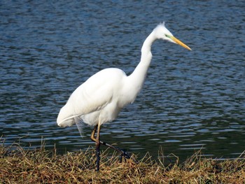 Great Egret 昆陽池 Mon, 2/12/2024