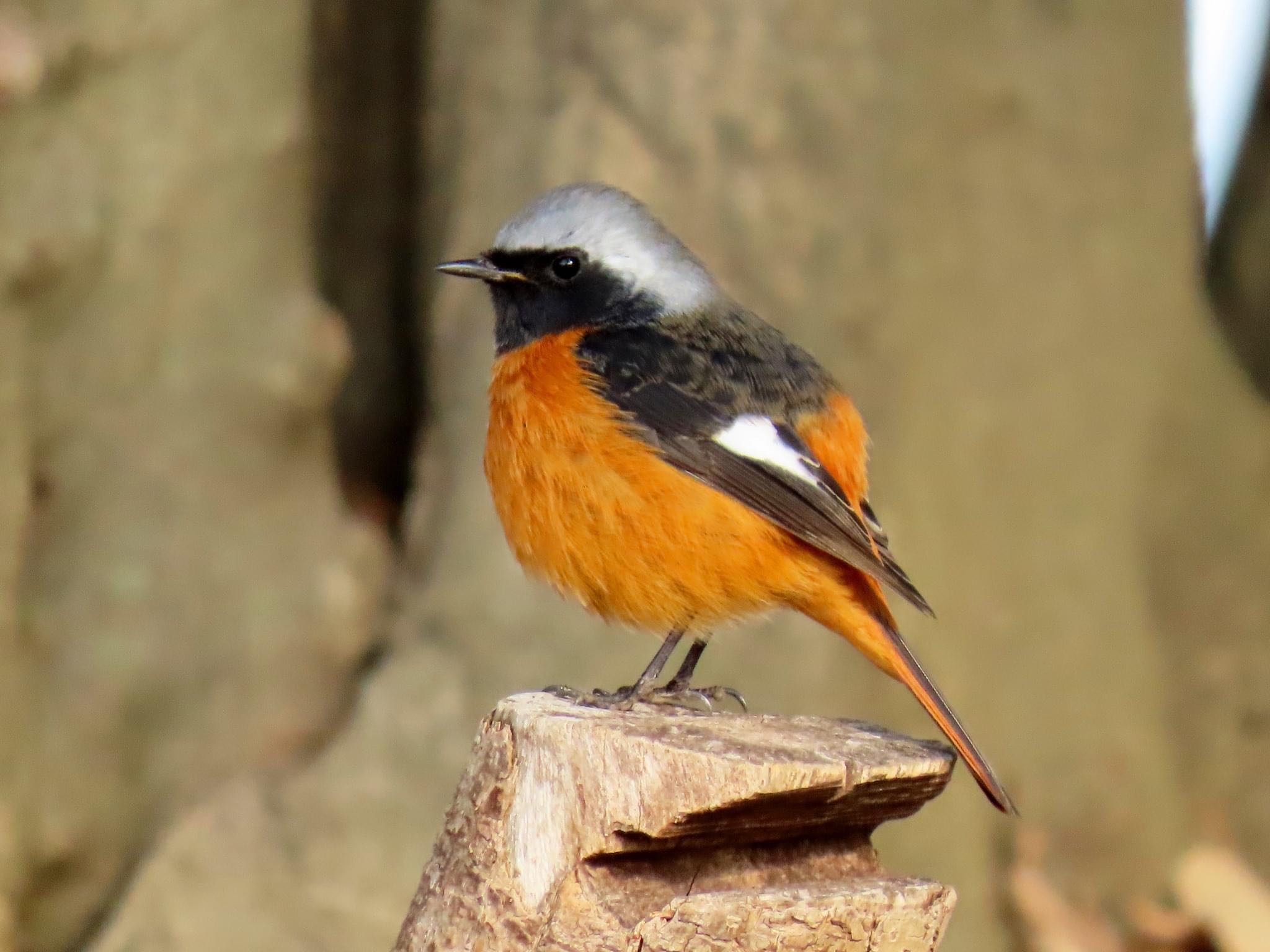 Photo of Daurian Redstart at Koyaike Park by えりにゃん店長