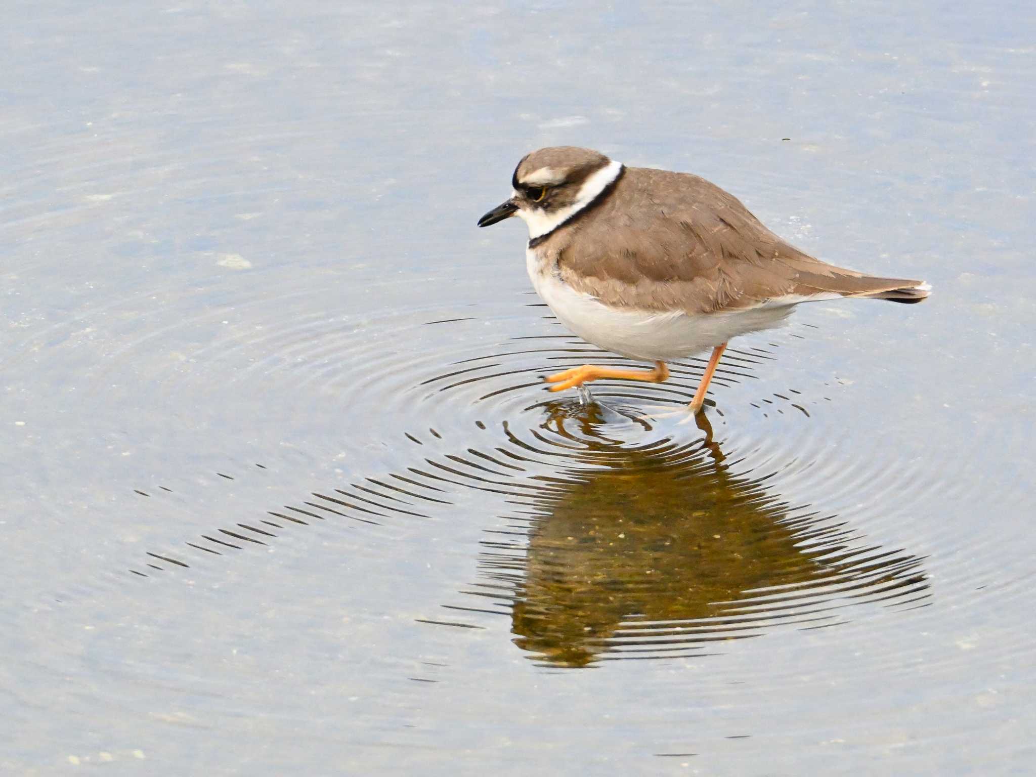 Long-billed Plover