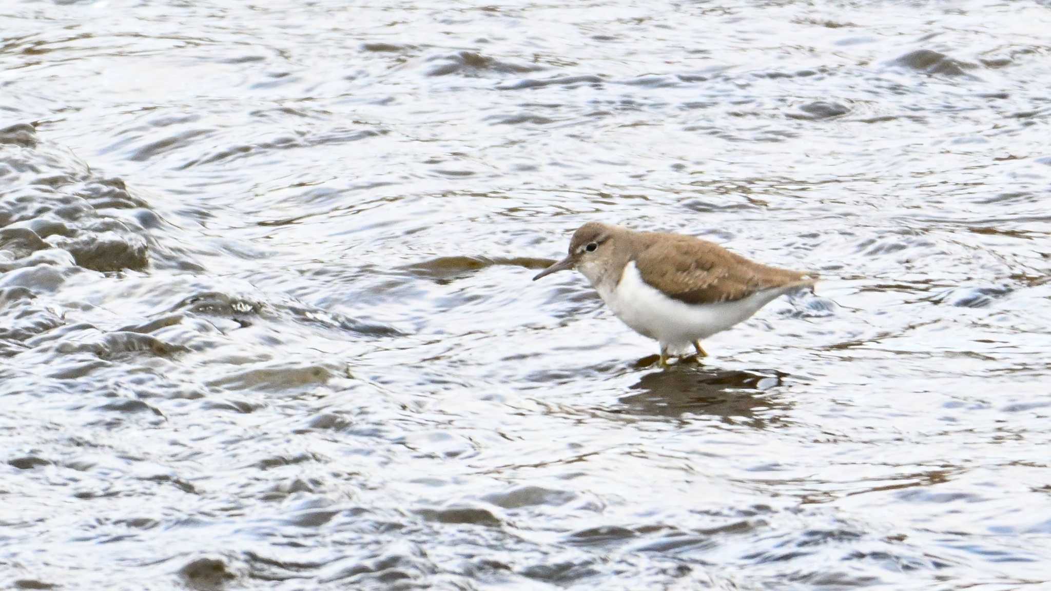 Common Sandpiper