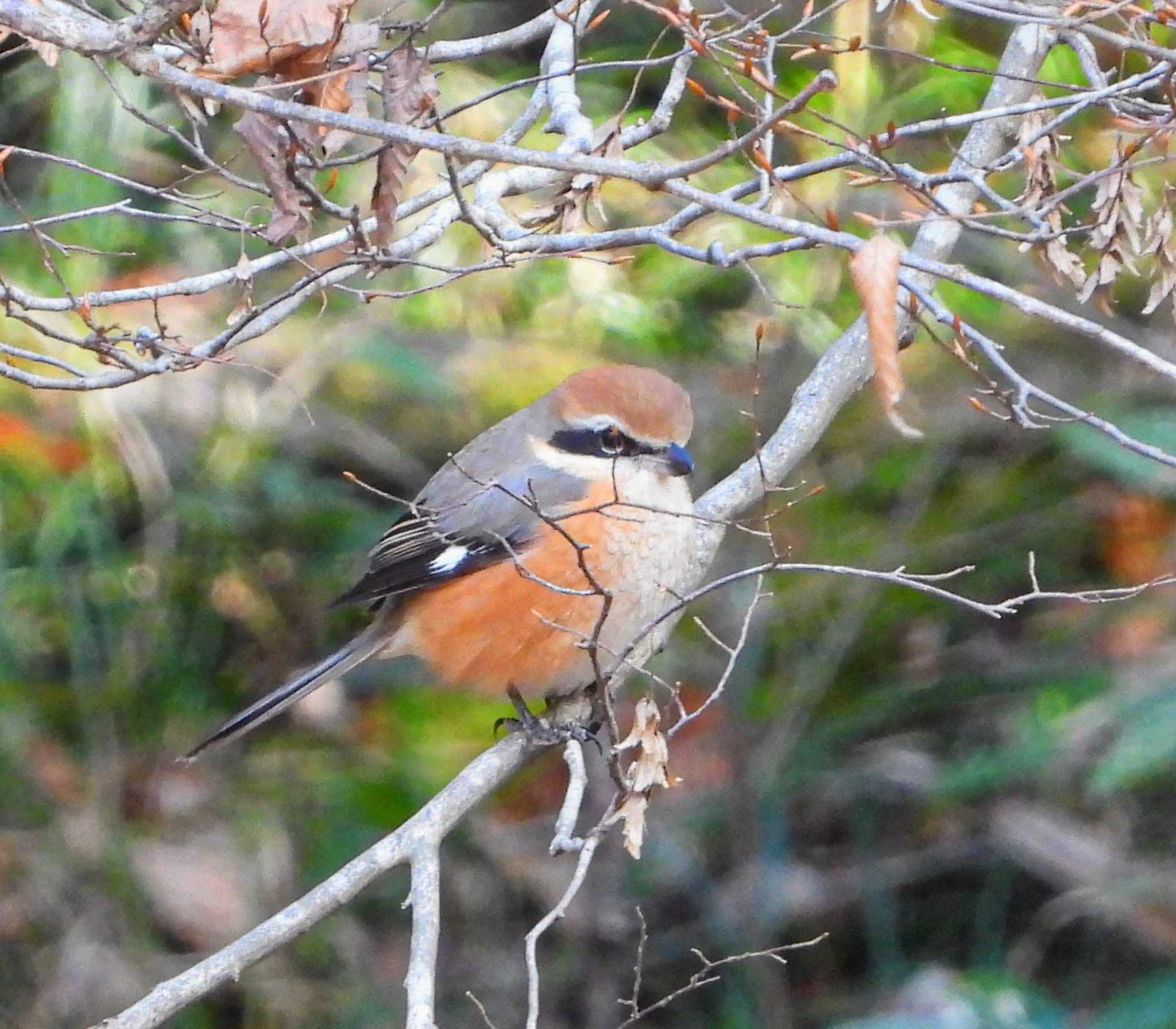 Photo of Bull-headed Shrike at  by サジタリウスの眼