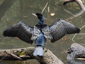 Great Cormorant Shinjuku Gyoen National Garden Sun, 2/4/2024