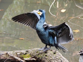 Great Cormorant Shinjuku Gyoen National Garden Sun, 2/4/2024