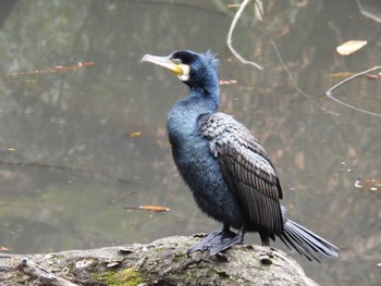 Great Cormorant Shinjuku Gyoen National Garden Sun, 2/4/2024