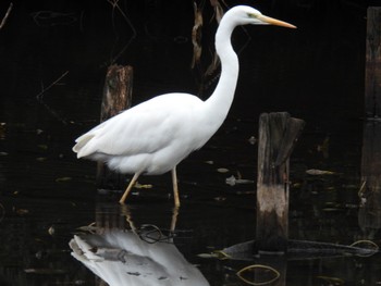 Great Egret Shinjuku Gyoen National Garden Sun, 2/4/2024