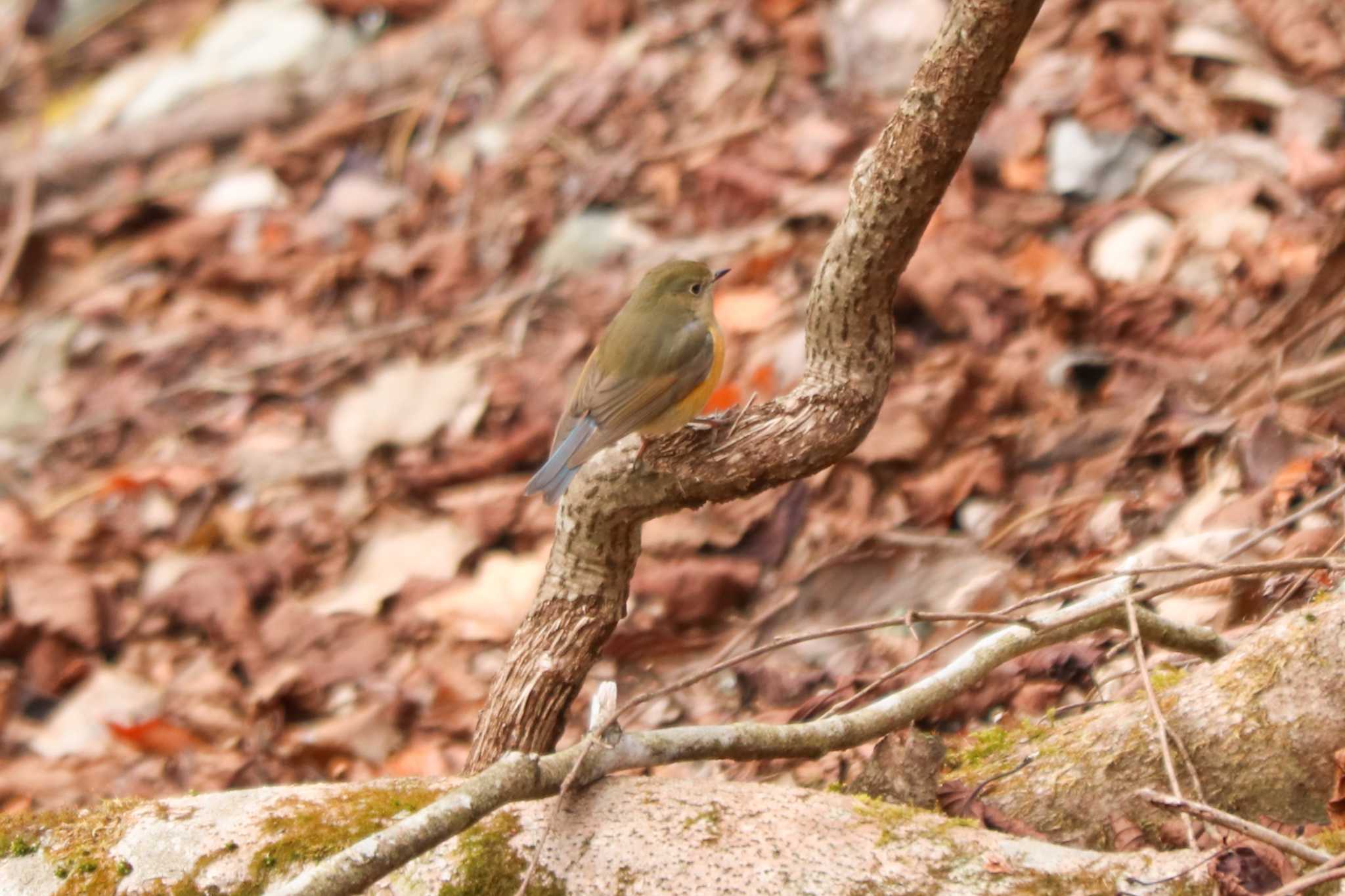 Red-flanked Bluetail