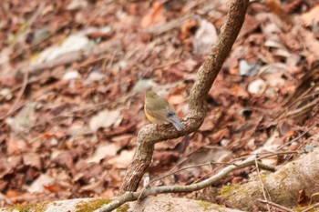 Red-flanked Bluetail 丹沢湖・世附川 Sat, 2/10/2024