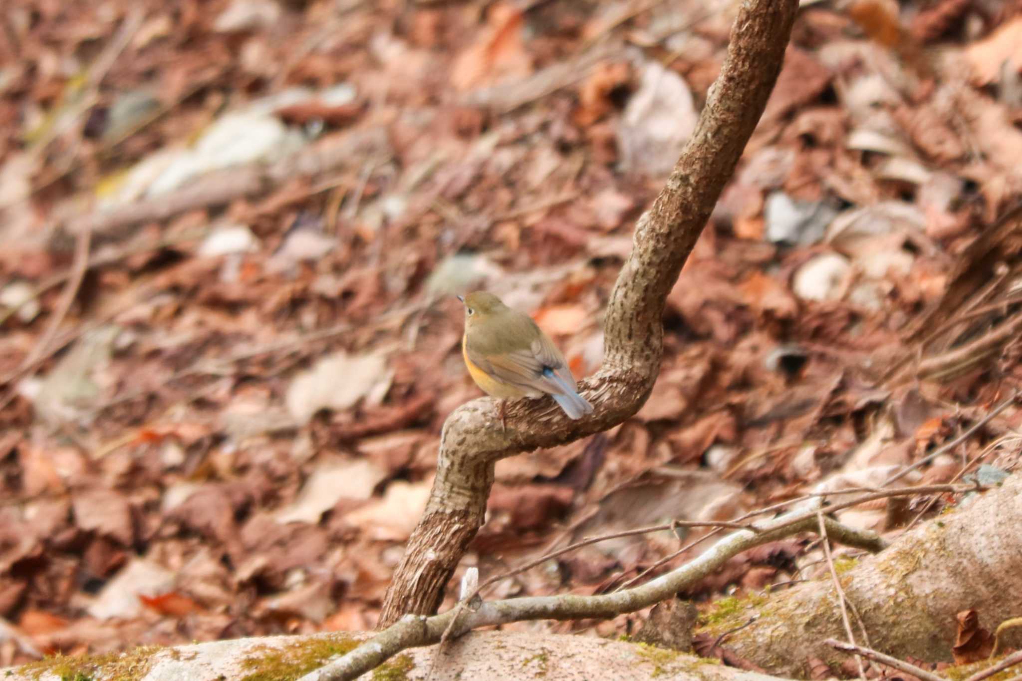 Red-flanked Bluetail