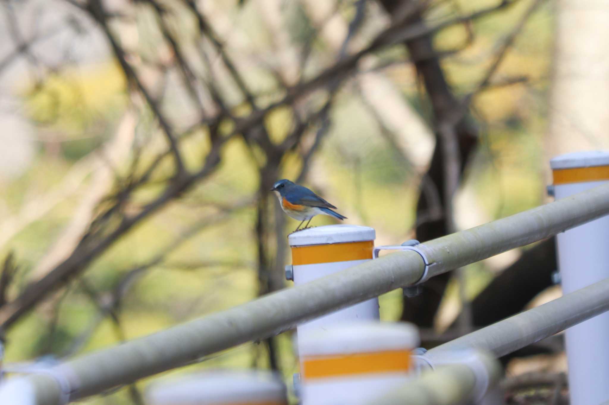 Red-flanked Bluetail