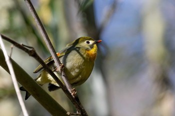 Red-billed Leiothrix 秩父ミューズパーク Sat, 2/10/2024