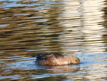 Sat, 2/3/2024 Birding report at Kasai Rinkai Park