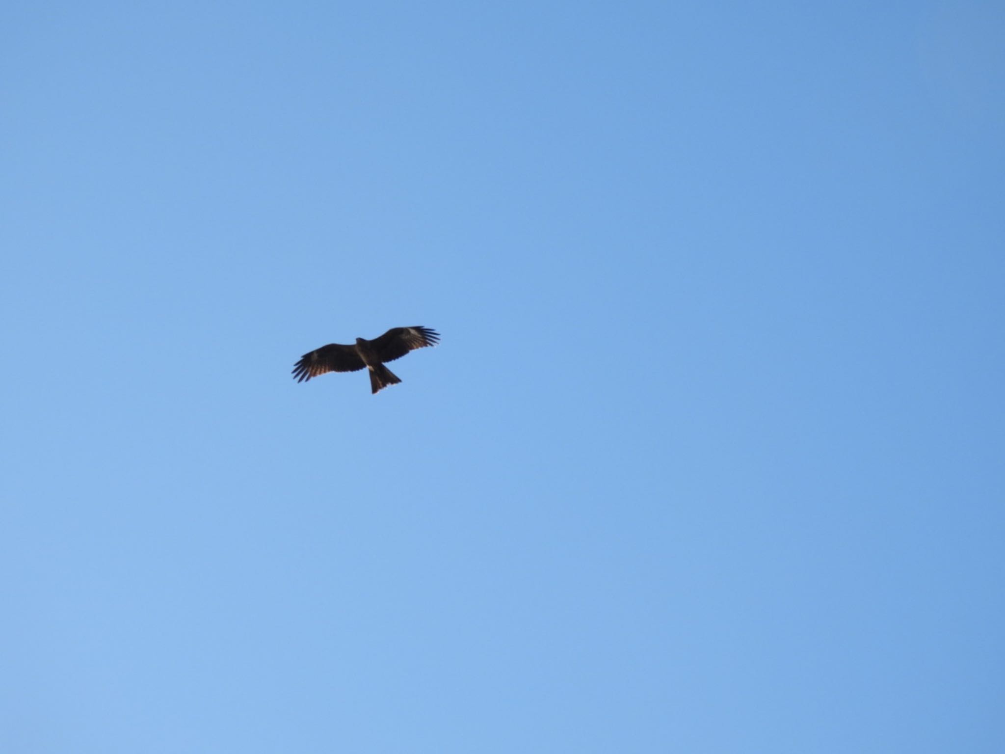 Photo of Black Kite at Kasai Rinkai Park by K