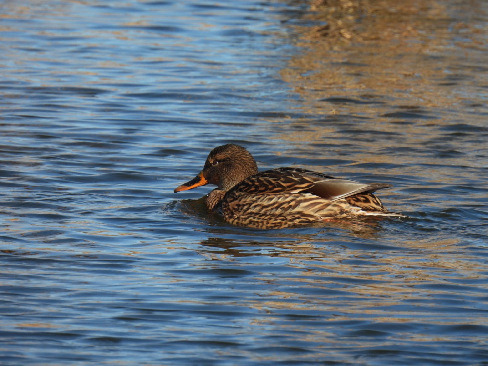 Mallard