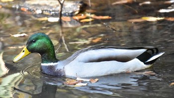 マガモ 八王子 2018年11月15日(木)