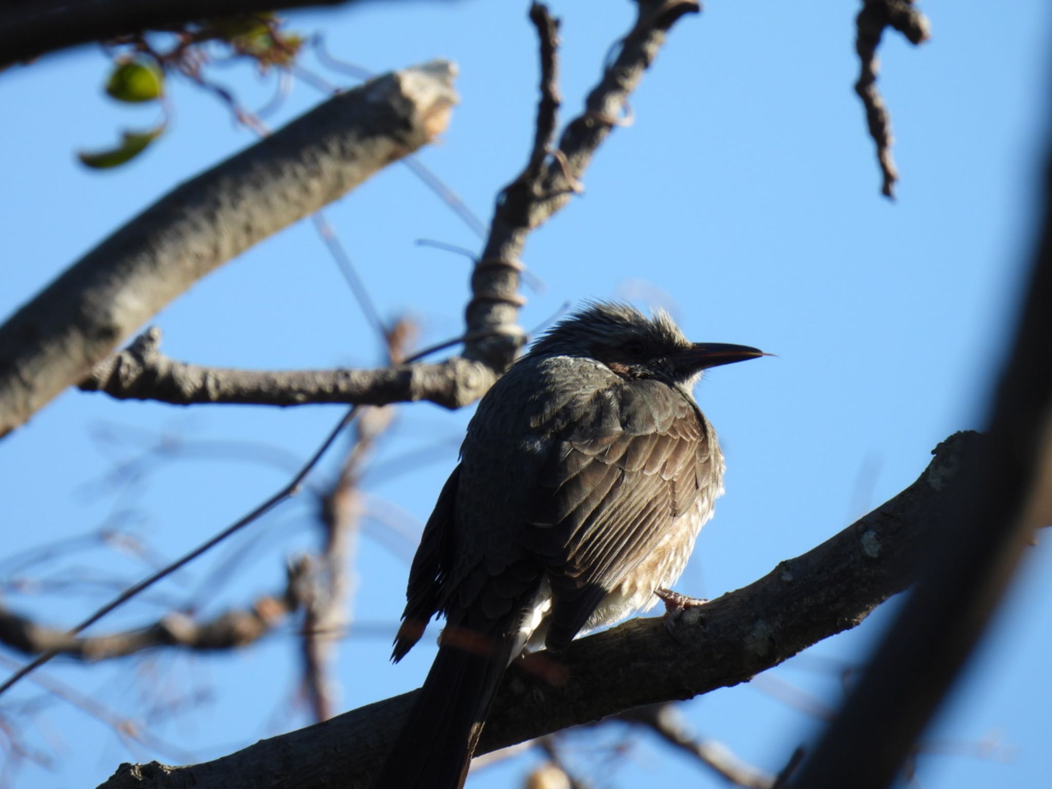 Brown-eared Bulbul