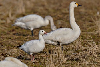 Snow Goose 夏目の堰 (八丁堰) Sat, 2/10/2024