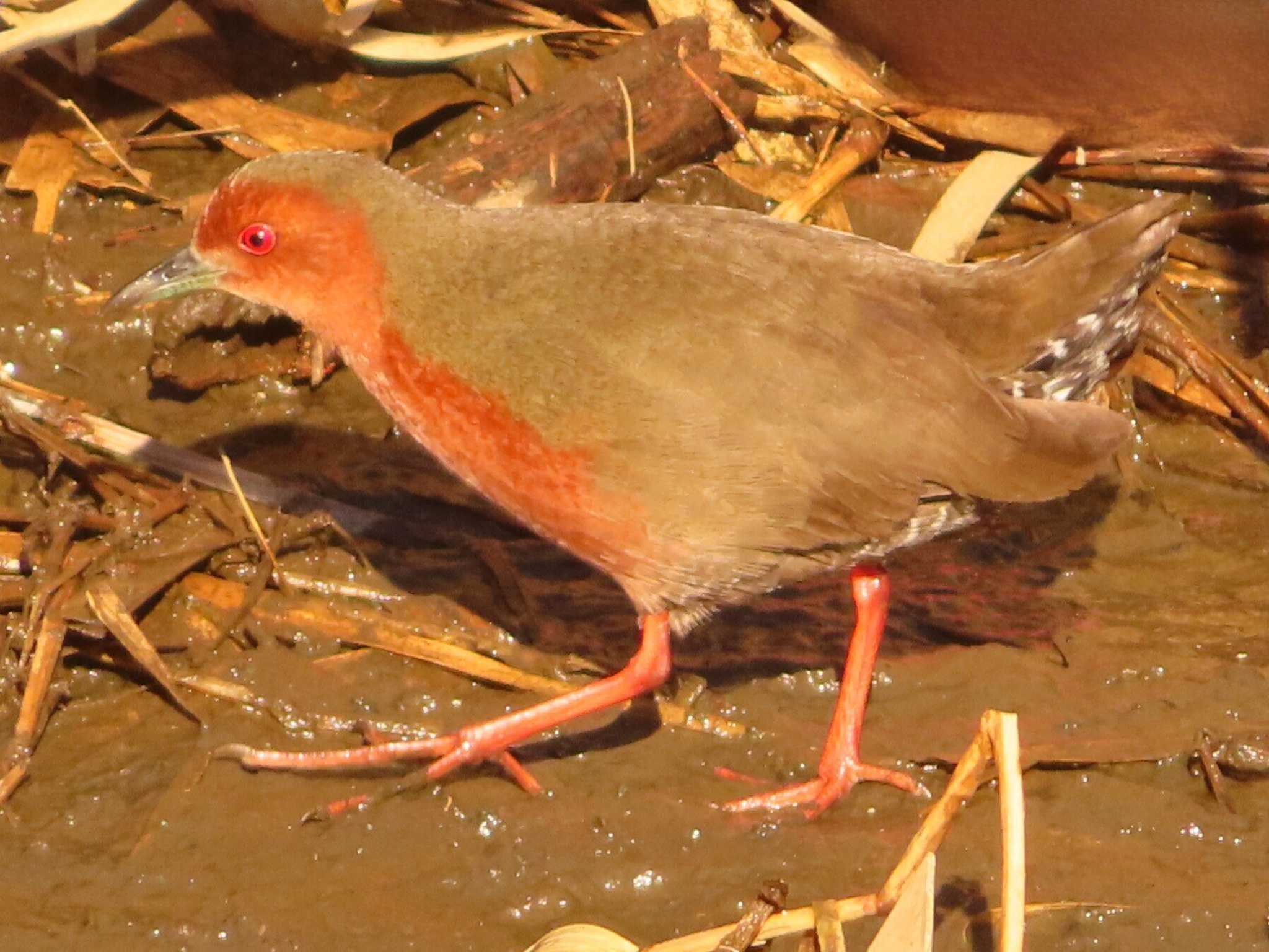 Ruddy-breasted Crake